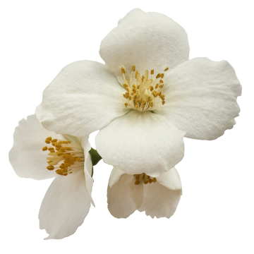 dekoratives Bild einer Jasminblüte