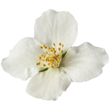 dekoratives Bild einer Jasminblüte